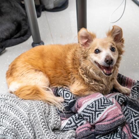 Lesley, an adoptable Corgi, Papillon in New York, NY, 10013 | Photo Image 3