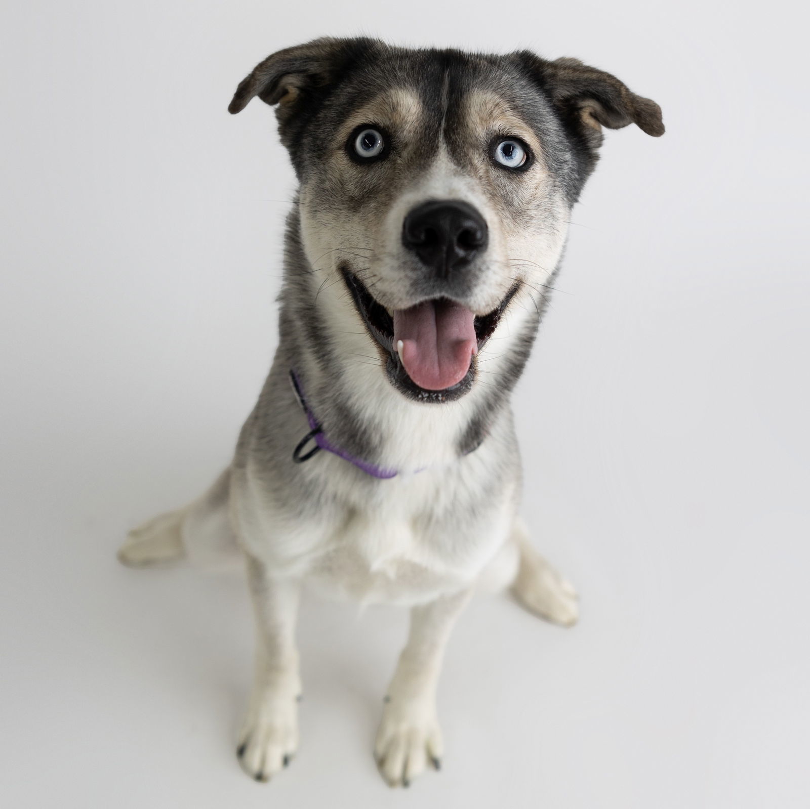 Leena, an adoptable Husky in Fargo, ND, 58103 | Photo Image 1