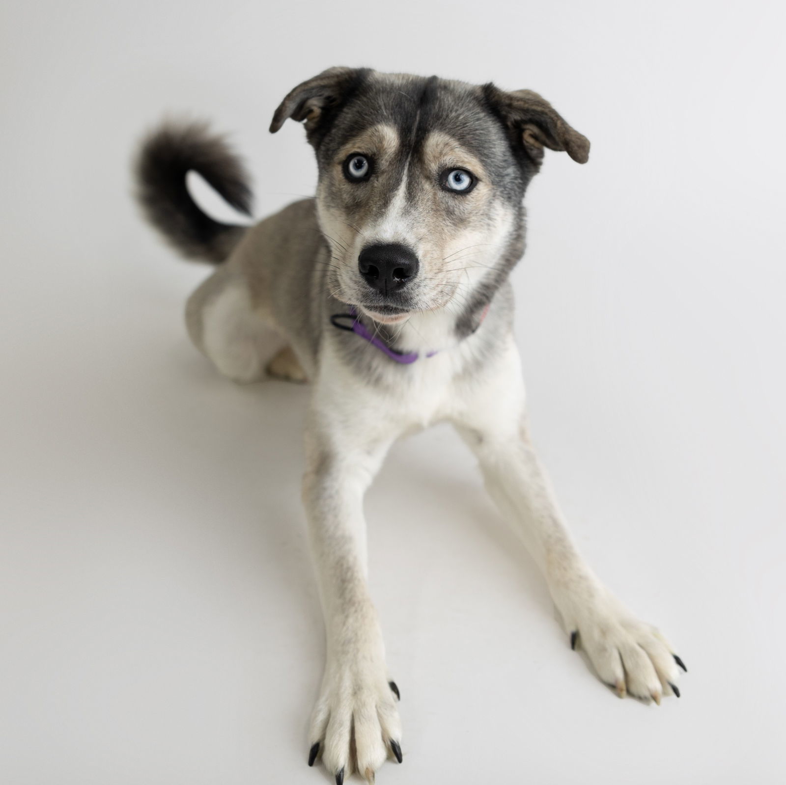 Leena, an adoptable Husky in Fargo, ND, 58103 | Photo Image 2