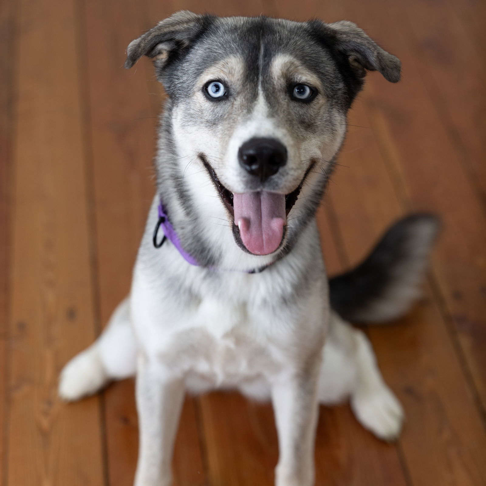 Leena, an adoptable Husky in Fargo, ND, 58103 | Photo Image 3