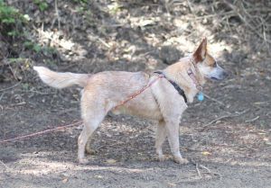 Cattle dog male 15 years oldJake is here 18 months old and hes on the small side about 35 lbs