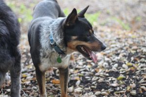 Cattle dog mix male 3 years oldBrody is here at CCHD Rescue Brody is around 3 years old 57 pound
