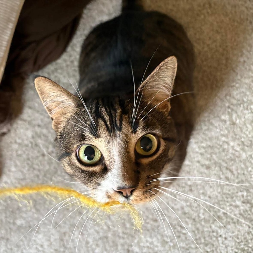 Chase, an adoptable Domestic Short Hair in Raleigh, NC, 27604 | Photo Image 1