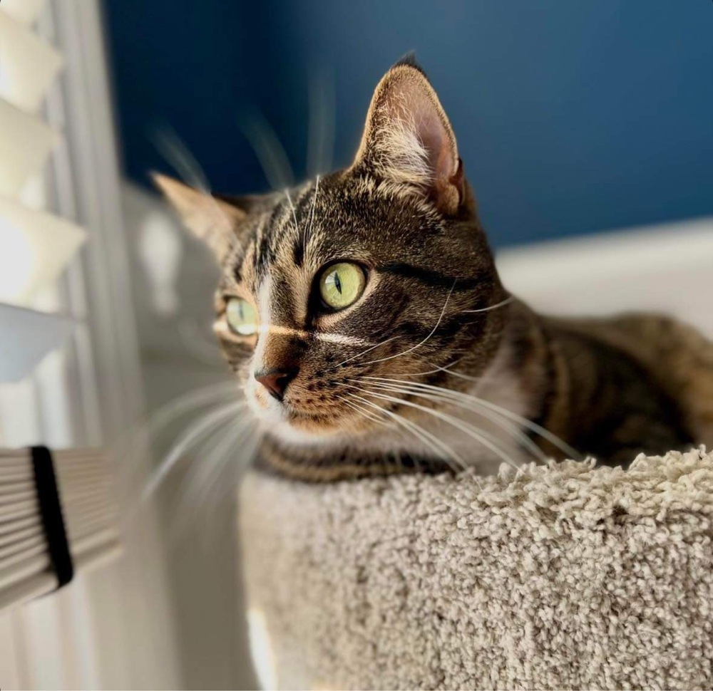 Chase, an adoptable Domestic Short Hair in Raleigh, NC, 27604 | Photo Image 2