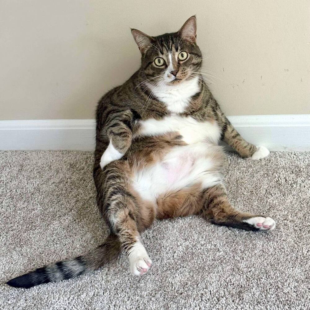 Chase, an adoptable Domestic Short Hair in Raleigh, NC, 27604 | Photo Image 3