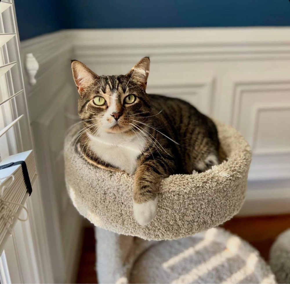 Chase, an adoptable Domestic Short Hair in Raleigh, NC, 27604 | Photo Image 4