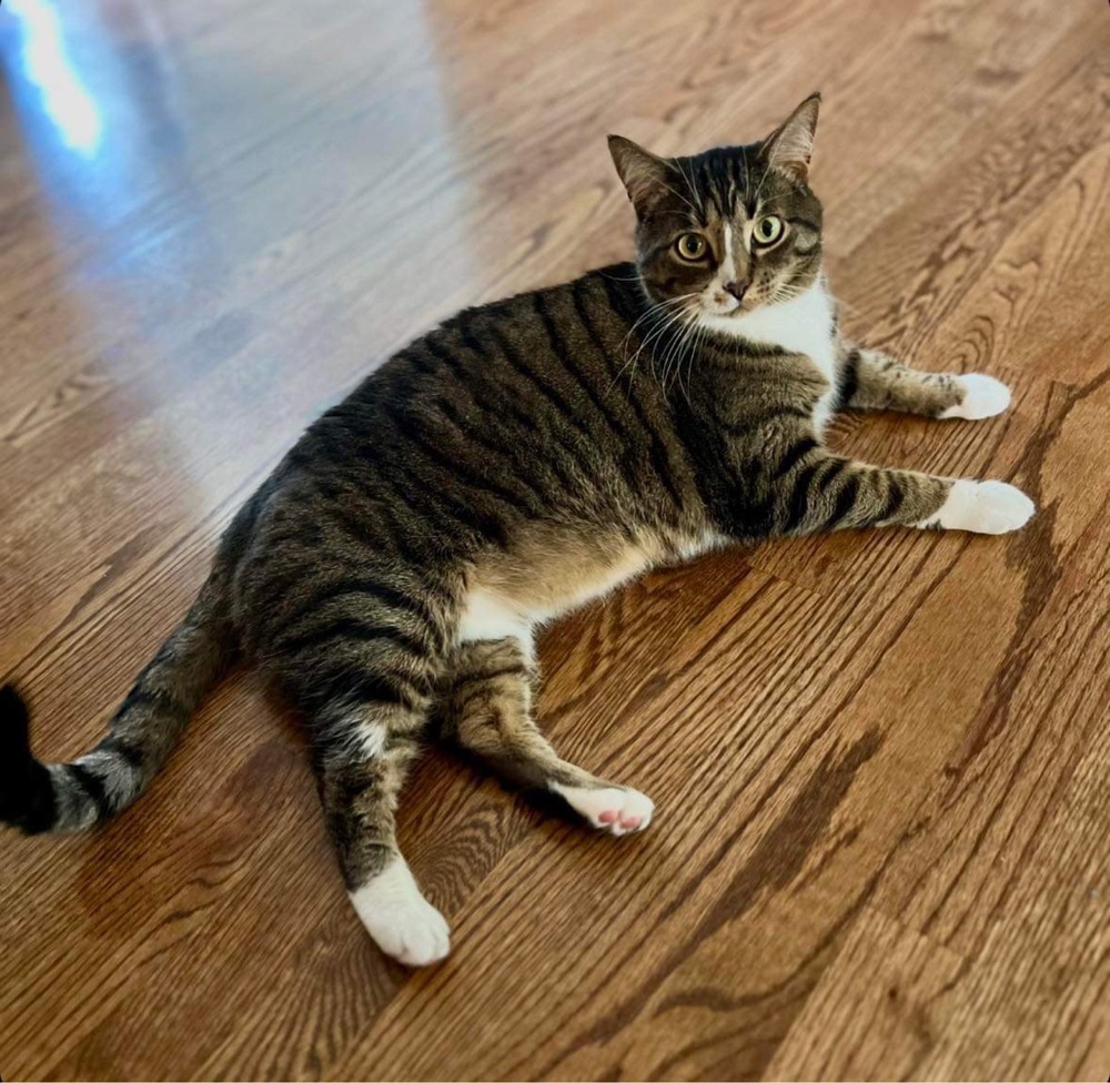 Chase, an adoptable Domestic Short Hair in Raleigh, NC, 27604 | Photo Image 5