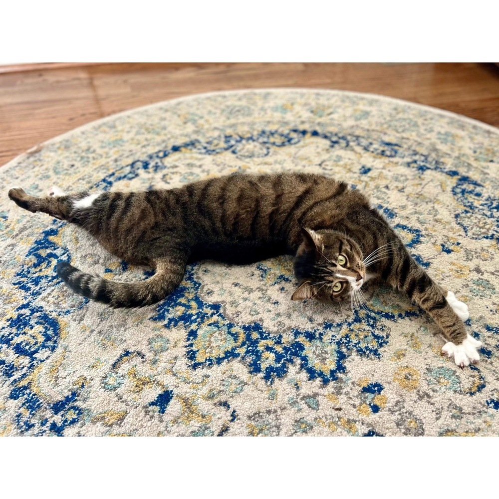 Chase, an adoptable Domestic Short Hair in Raleigh, NC, 27604 | Photo Image 6