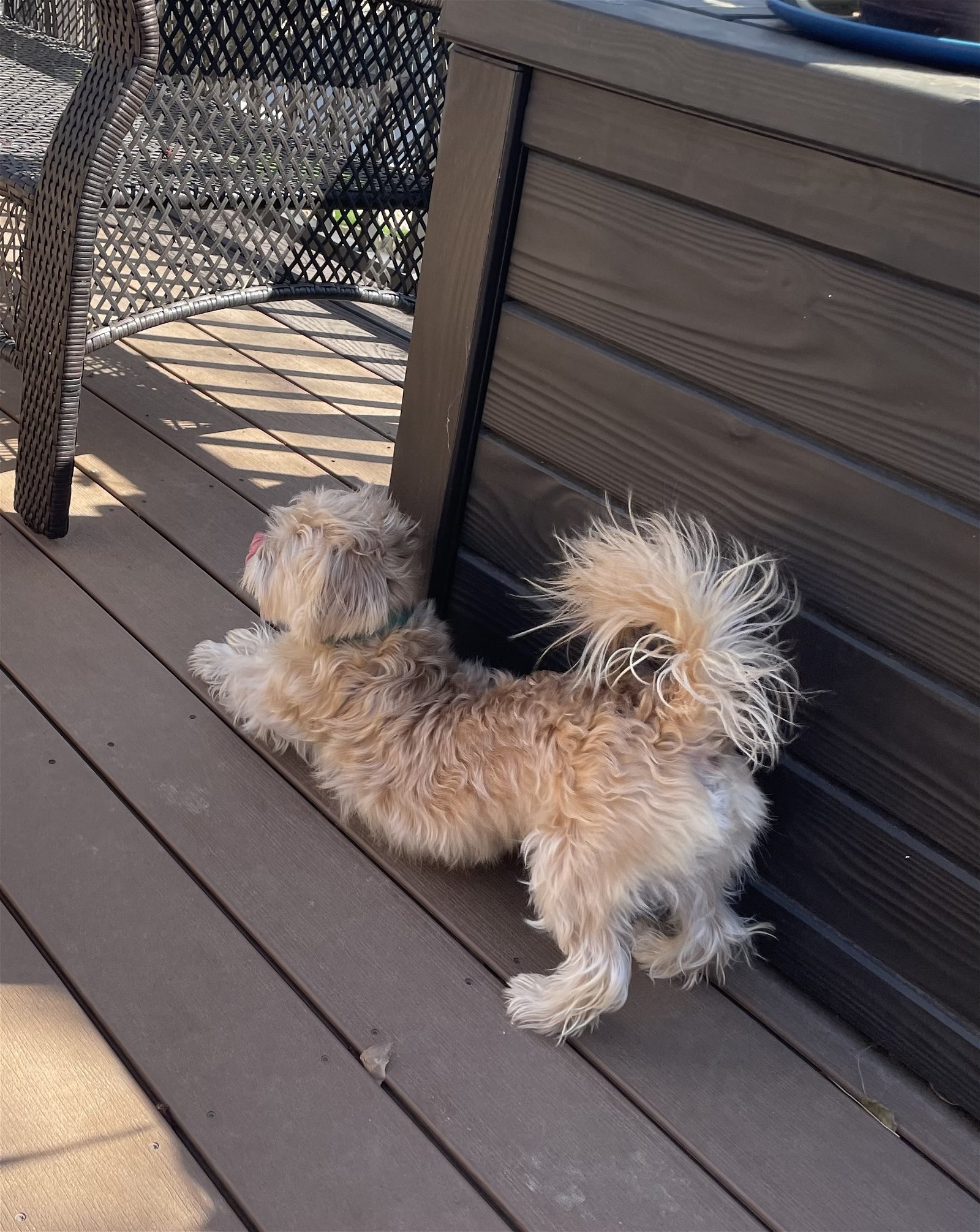 Teddy, an adoptable Poodle, Havanese in Omaha, NE, 68164 | Photo Image 2