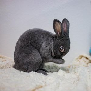 Darla, Senior Female Havana