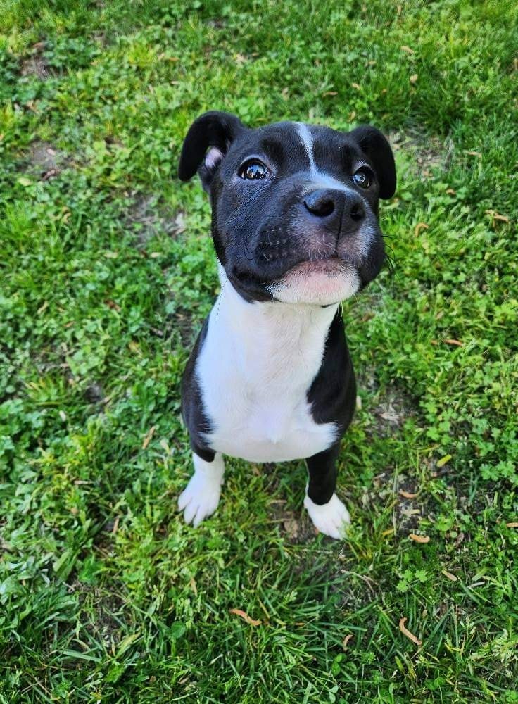 Ghost, an adoptable Pit Bull Terrier in New Bern, NC, 28563 | Photo Image 1