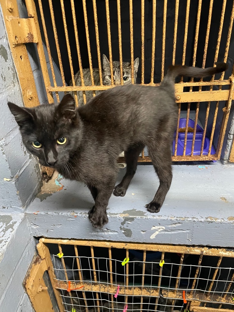 Coalby, an adoptable Domestic Short Hair in Seminole, OK, 74818 | Photo Image 3