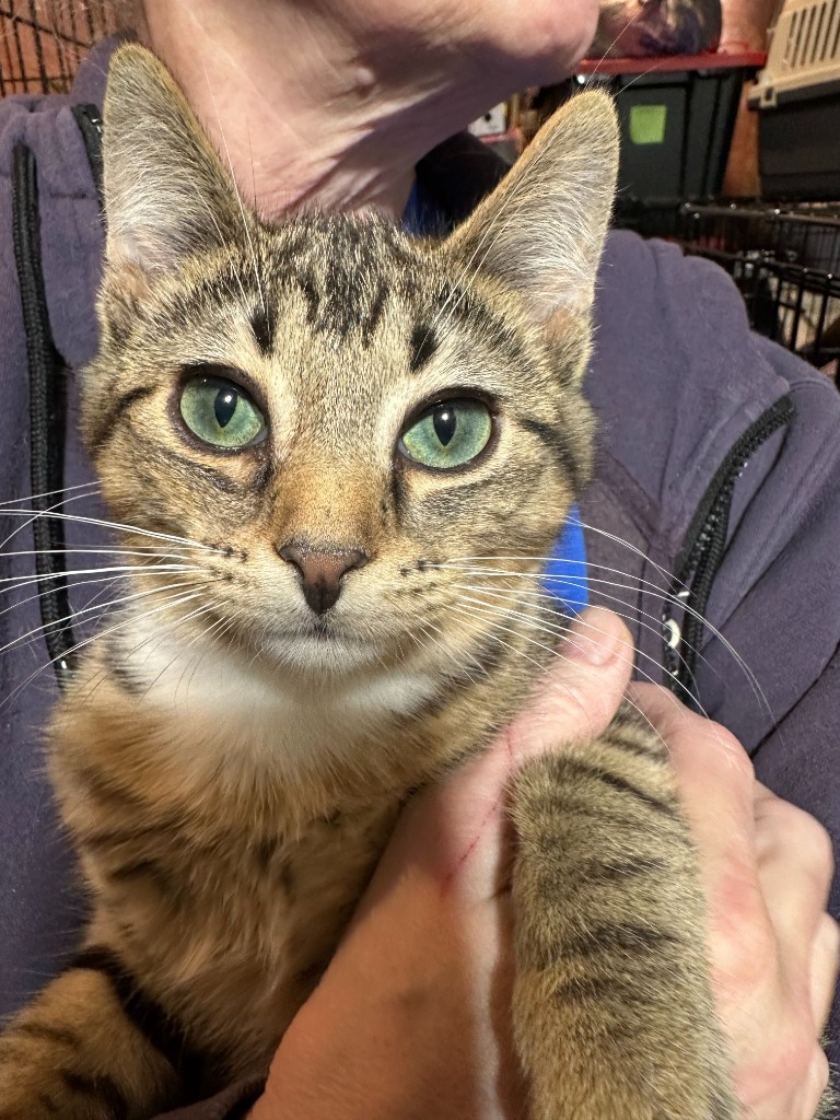 Crackle, an adoptable Domestic Short Hair in Calgary, AB, T3S 0C5 | Photo Image 2