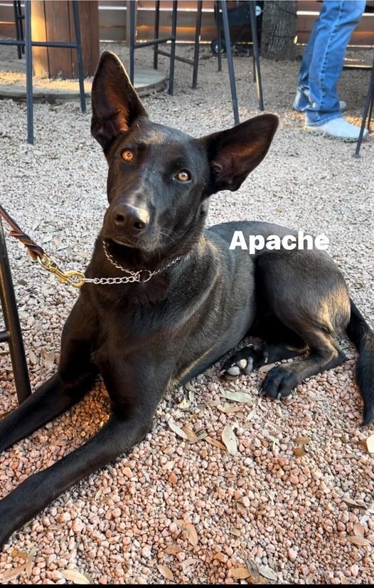 Apache 1
