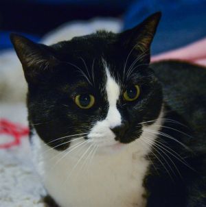 Sox Tuxedo Cat