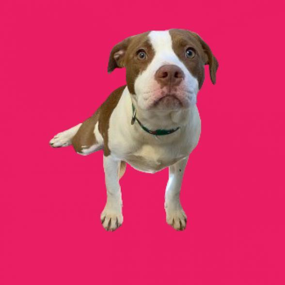 Emmie, an adoptable Pit Bull Terrier in Tuscaloosa, AL, 35401 | Photo Image 1