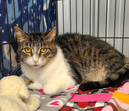 6214 (Willow), an adoptable Domestic Medium Hair in Lake City, MI, 49651 | Photo Image 1