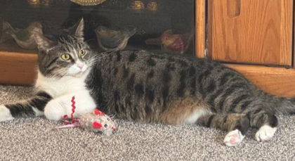 6214 (Willow), an adoptable Domestic Medium Hair in Lake City, MI, 49651 | Photo Image 1