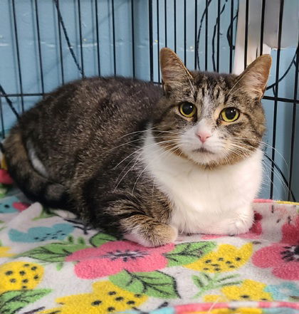 6214 (Willow), an adoptable Domestic Medium Hair in Lake City, MI, 49651 | Photo Image 1
