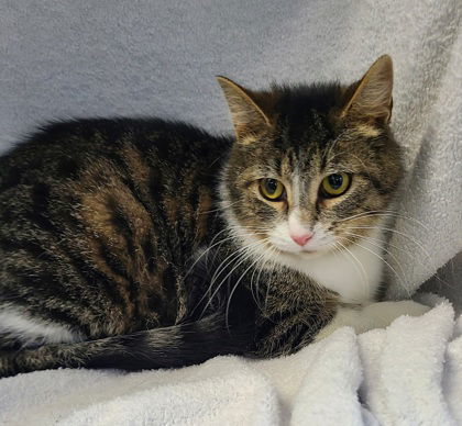 6214 (Willow), an adoptable Domestic Medium Hair in Lake City, MI, 49651 | Photo Image 2