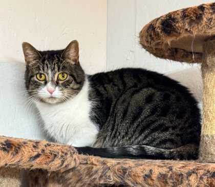 6214 (Willow), an adoptable Domestic Medium Hair in Lake City, MI, 49651 | Photo Image 2