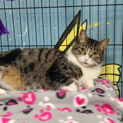 6214 (Willow), an adoptable Domestic Medium Hair in Lake City, MI, 49651 | Photo Image 3