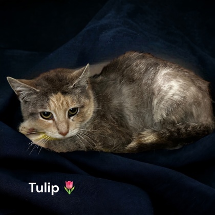 Tulip 1