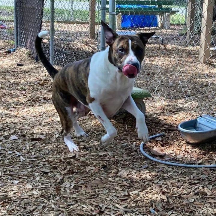 Dog for adoption Roger an American Bulldog Shar Pei Mix in St