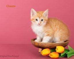 Cheeto