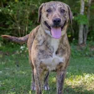 Serenity Plott Hound Dog