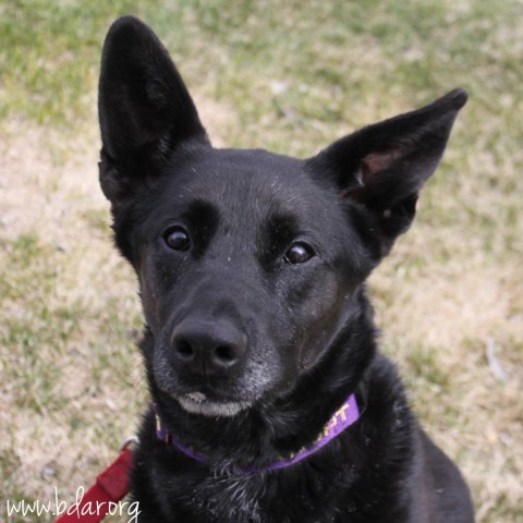 Kit, an adoptable Labrador Retriever, German Shepherd Dog in Cheyenne, WY, 82009 | Photo Image 2