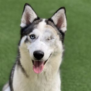 Hello World My name is Halle Im a 1 year old 37lbs spayed female Siberian Husky who is ready an