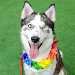 Hello World My name is Halle Im a 1 year old 37lbs spayed female Siberian Husky who is ready an