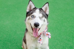 Hello World My name is Halle Im a 1 year old 37lbs spayed female Siberian Husky who is ready an