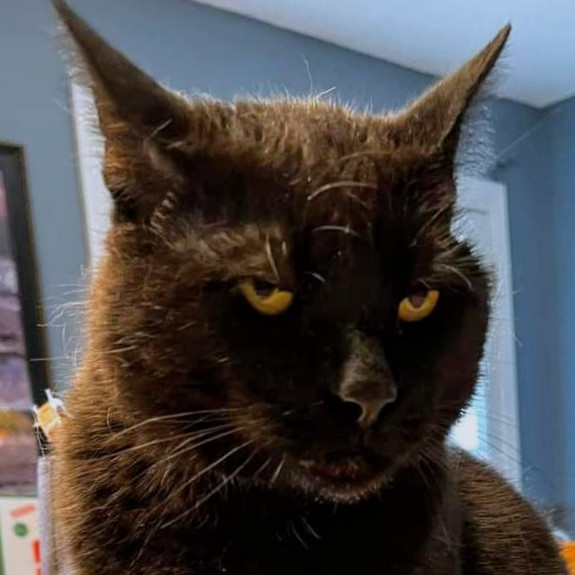 Binx, an adoptable Domestic Short Hair in Shawnee, KS, 66214 | Photo Image 1