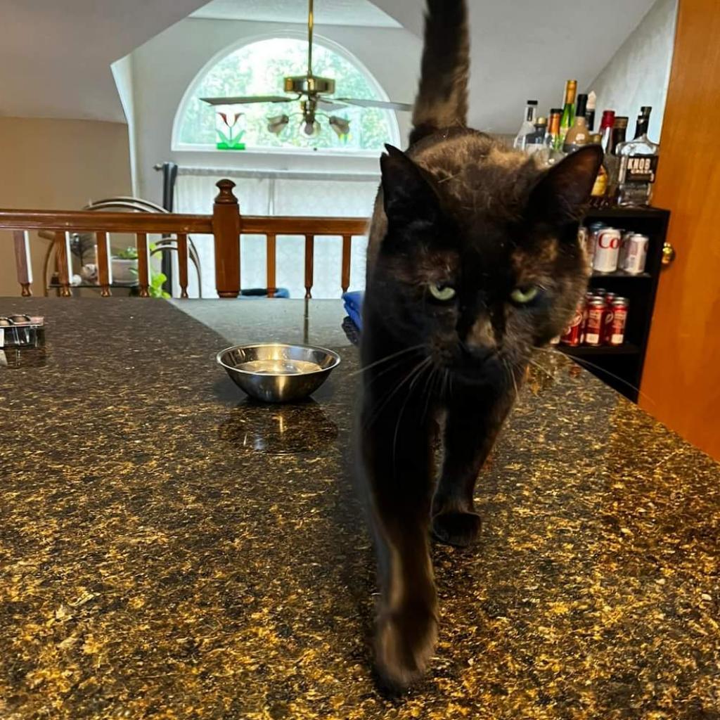 Binx, an adoptable Domestic Short Hair in Shawnee, KS, 66214 | Photo Image 2
