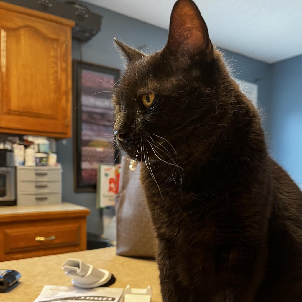 Binx, an adoptable Domestic Short Hair in Shawnee, KS, 66214 | Photo Image 4