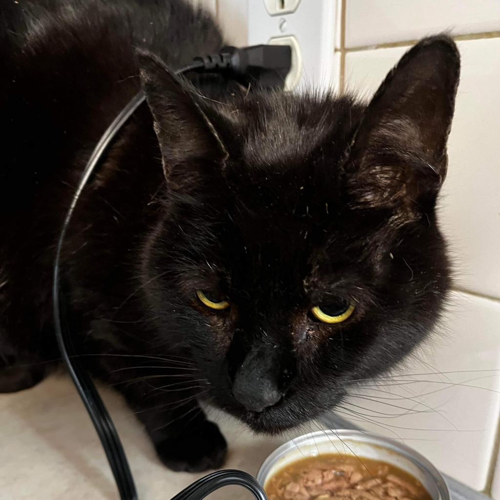 Binx, an adoptable Domestic Short Hair in Shawnee, KS, 66214 | Photo Image 5