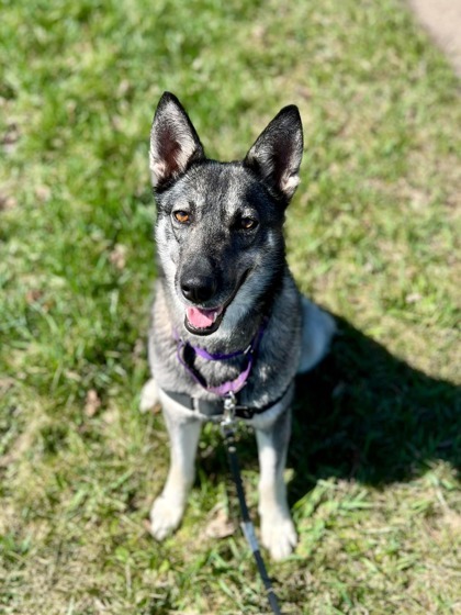 Jazmin, an adoptable Shepherd, Mixed Breed in Neenah, WI, 54956 | Photo Image 1