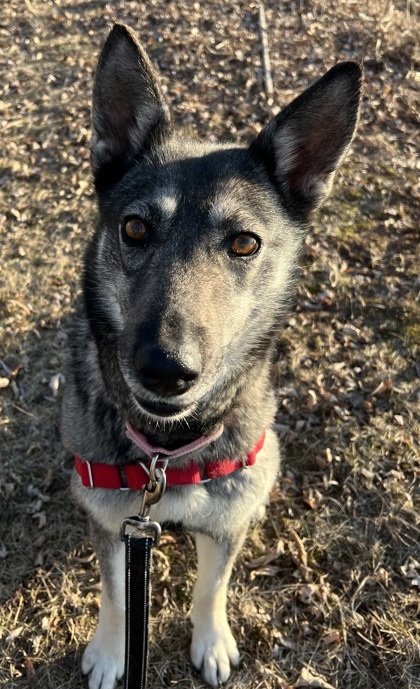 Jazmin, an adoptable Shepherd, Mixed Breed in Neenah, WI, 54956 | Photo Image 2