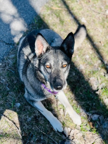 Jazmin, an adoptable Shepherd, Mixed Breed in Neenah, WI, 54956 | Photo Image 3