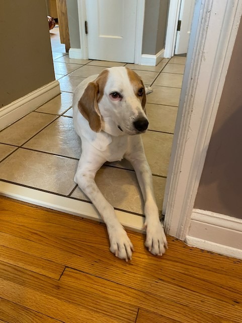 Tiki, an adoptable Foxhound in New Orleans, LA, 70123 | Photo Image 1