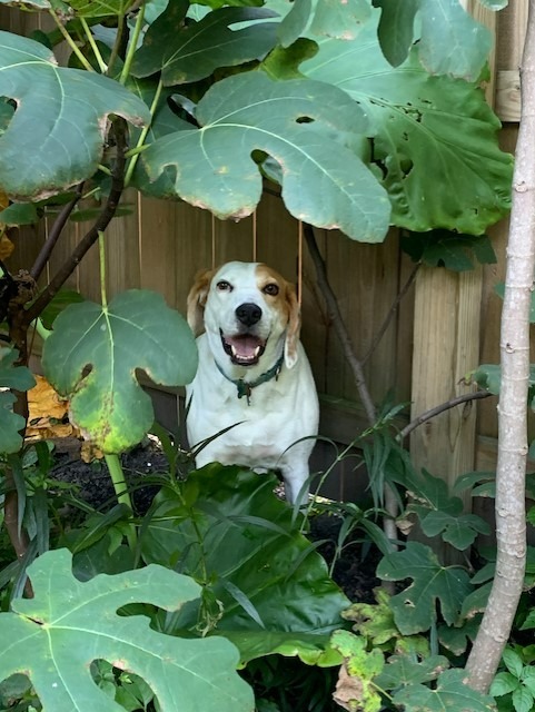 Tiki, an adoptable Foxhound in New Orleans, LA, 70123 | Photo Image 3