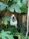 Tiki photo 3