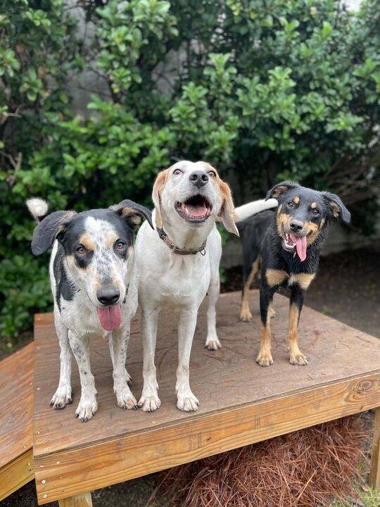 Tiki, an adoptable Foxhound in New Orleans, LA, 70123 | Photo Image 4