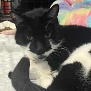 This is Perulee he is a 12-year old black and white boy He is super sweet and an absolute love