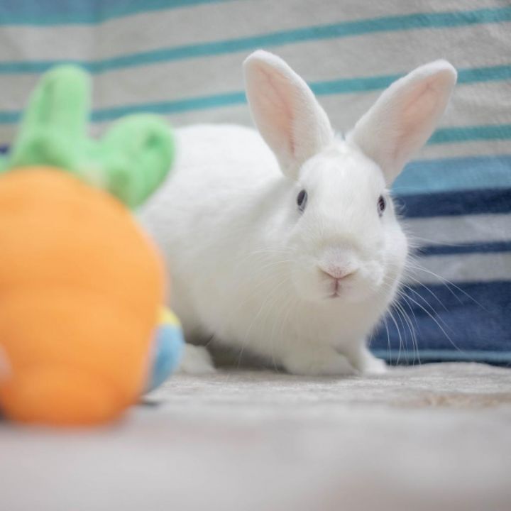 Cookie 5
