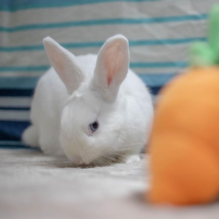 Cookie 6