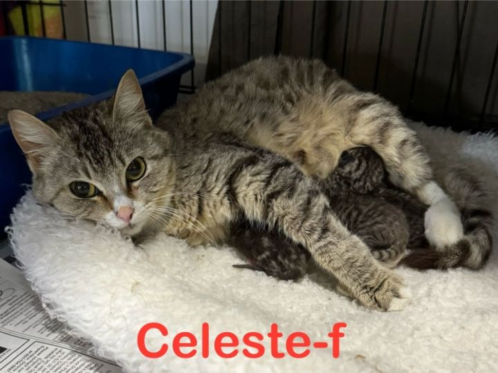 Celeste 24 1