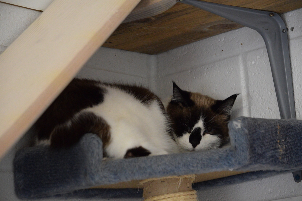 Izzy, an adoptable Siamese, Domestic Medium Hair in Salmon, ID, 83467 | Photo Image 1